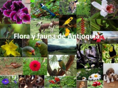NO TRÁFICO DE ANIMALES
