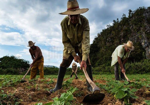APOYO CAMPESINO
